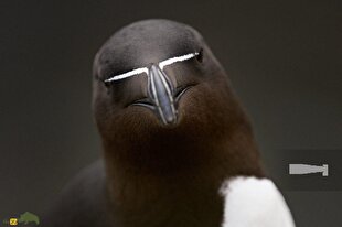 پنگوئن منقار تیغی؛ پرنده عجیبی که رابطه جنسی سه نفره دارد و در یک ماه ۸۰ بار جفتگیری می‌کند!
