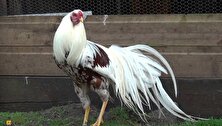 مرغ یوکوهاما؛ زیباترین مرغ جهان که شبیه طاووس است و داستان زندگی عجیبی دارد!