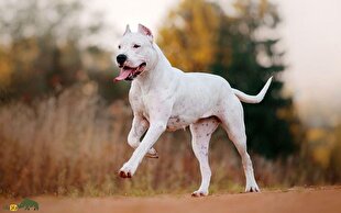 داگو آرژانتینو؛ سگ سفید رنگ و ترسناکی که به دلیل خشونت زیادش نگهداری آن ممنوع است!