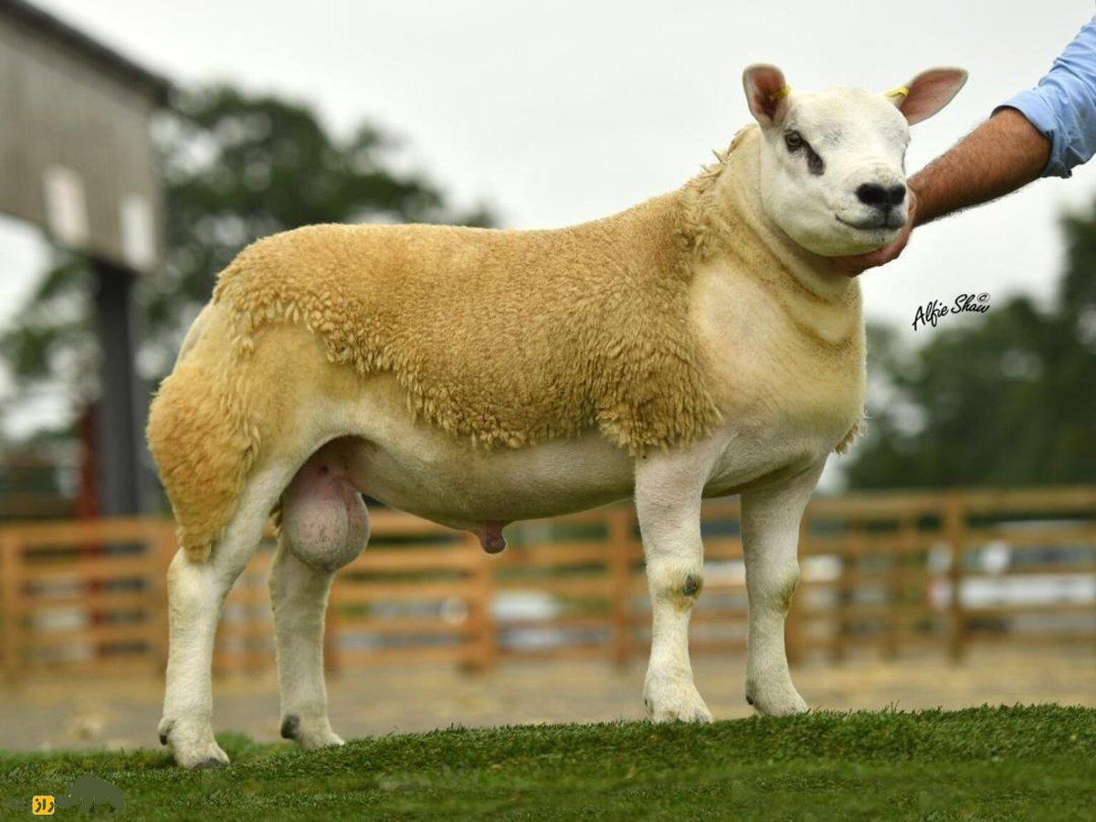 گوسفند تِکسل «دابل دایموند»؛ گوسفندی با ۲۲ میلیارد قیمت که پدر ۷۵۰ بره در سال است