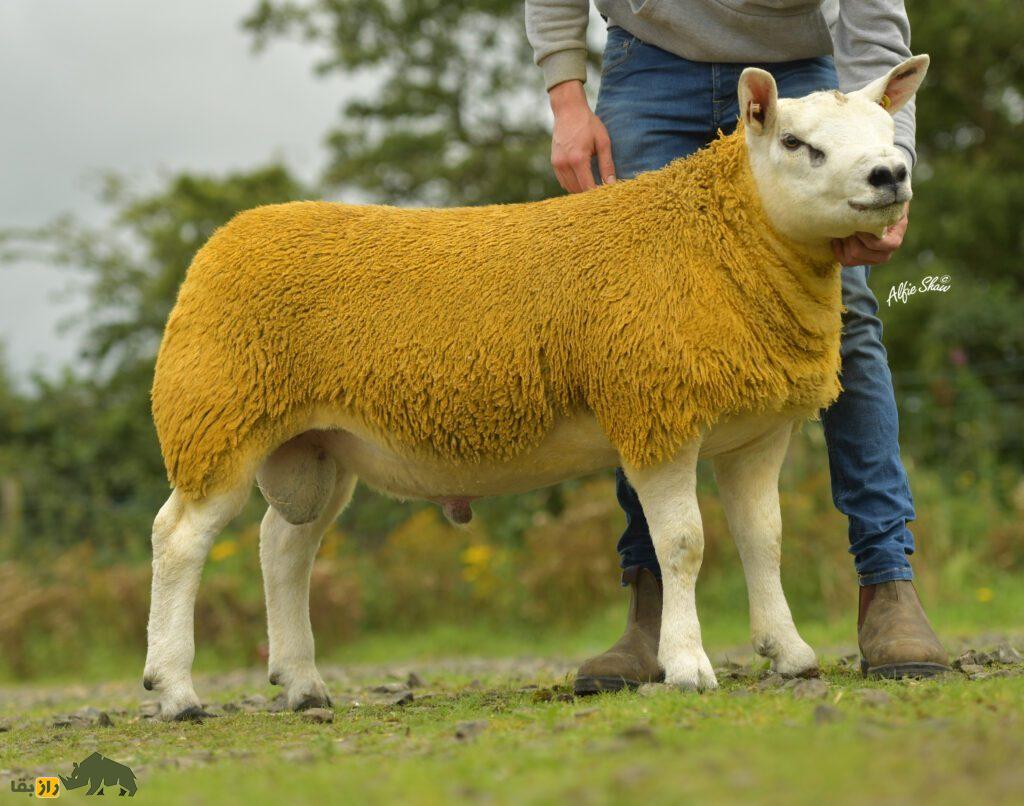 گوسفند تِکسل «دابل دایموند»؛ گوسفندی ۲۲ میلیارد تومانی با بیضه‌ای ۴۰ سانتی که برای دیدن آن باید روزها در صف ماند!