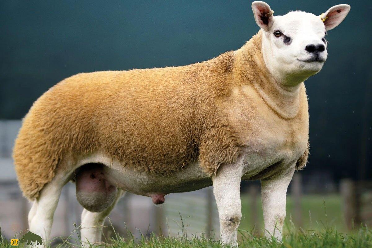 گوسفند تِکسل «دابل دایموند»؛ گوسفندی ۲۲ میلیارد تومانی که پدر ۷۵۰ بره است و برای دیدن آن باید روز‌ها در صف ماند!