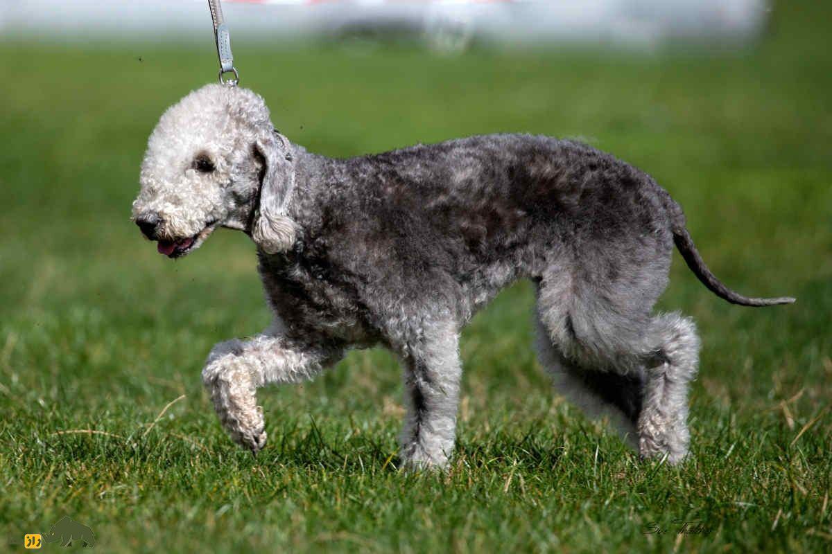 بدلینگتون تریر؛ عجیب‌ترین سگ دنیا که سرعت اسب دارد و مانند مسلسل واق واق می‌کند