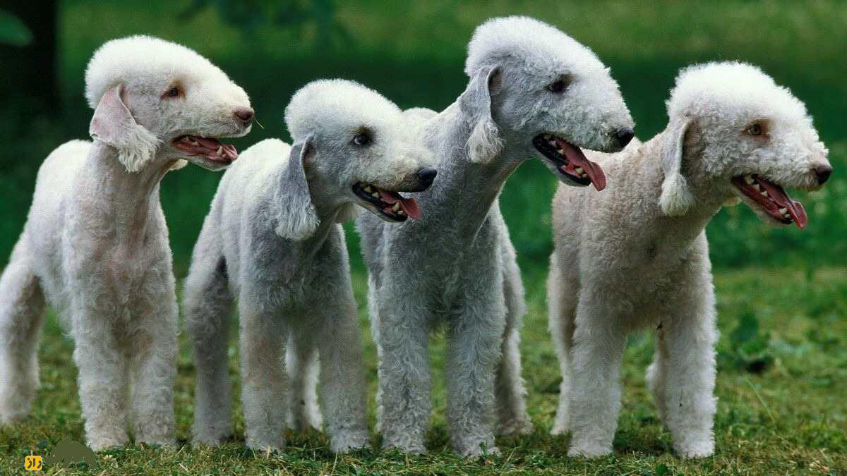 بدلینگتون تریر؛ عجیب‌ترین سگ دنیا که سرعت اسب دارد و مانند مسلسل واق واق می‌کند