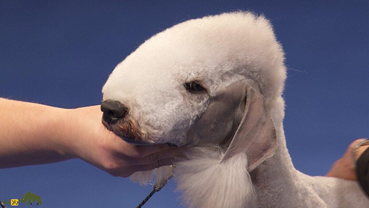 بدلینگتون تریر؛ عجیب‌ترین سگ دنیا که سرعت اسب دارد و مانند مسلسل واق واق می‌کند