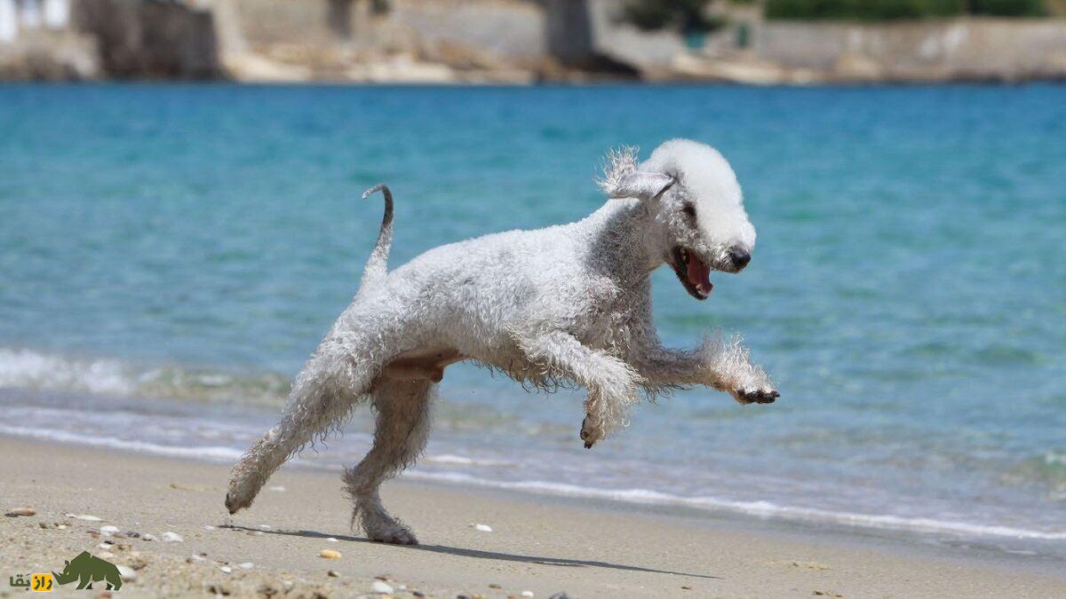 بدلینگتون تریر؛ عجیب‌ترین سگ دنیا که سرعت اسب دارد و مانند مسلسل واق واق می‌کند