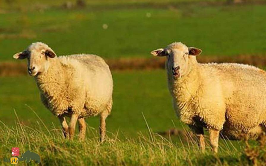 گوسفند سنگسری؛ گوسفند ۷۰ کیلوگرمی که بهترین نوع گوشت را دارد گوسفند سنگسری؛ گوسفند ۷۰ کیلوگرمی که بهترین نوع گوشت را دارد