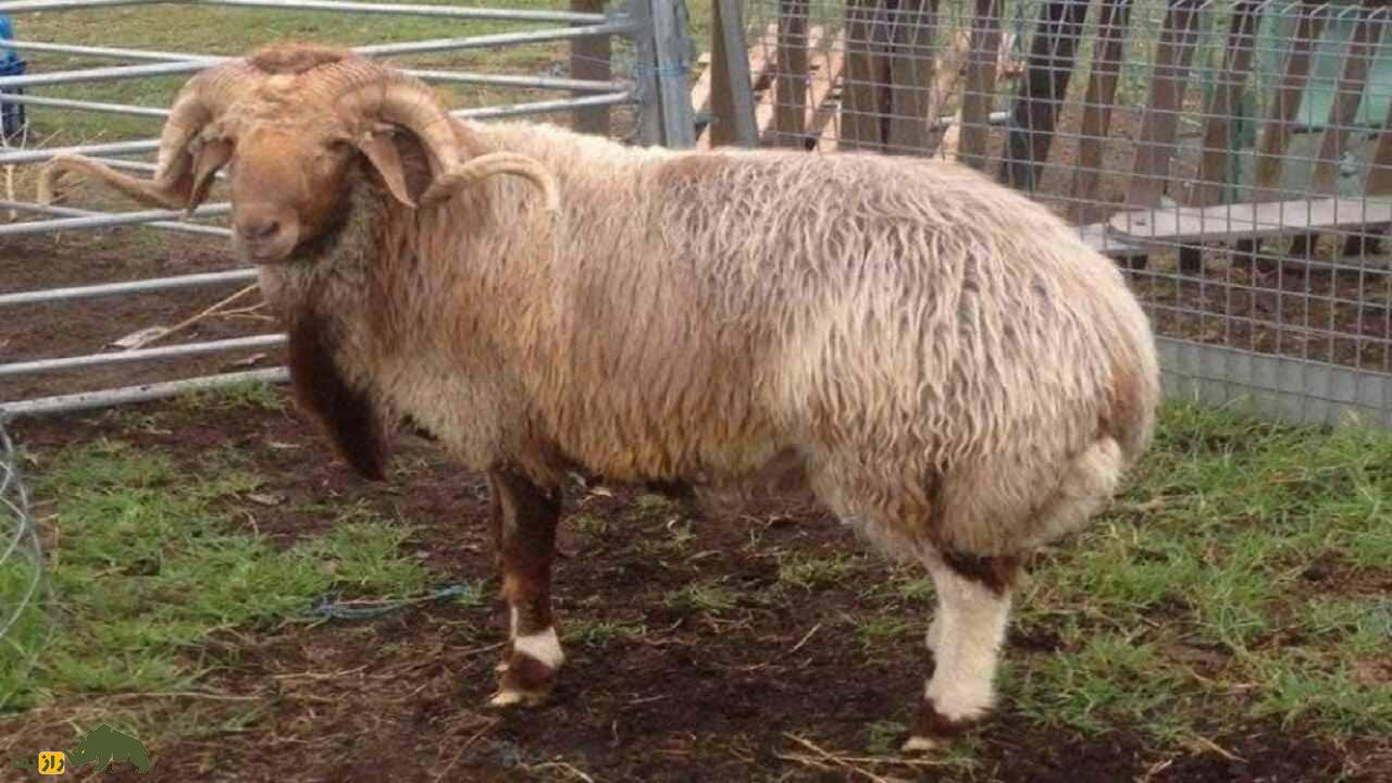 گوسفند سنگسری؛ گوسفند ۷۰ کیلوگرمی که بهترین نوع گوشت را دارد گوسفند سنگسری؛ گوسفند ۷۰ کیلوگرمی که بهترین نوع گوشت را دارد