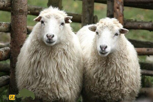 گوسفند سنگسری؛ گوسفند ۷۰ کیلوگرمی که بهترین نوع گوشت را دارد گوسفند سنگسری؛ گوسفند ۷۰ کیلوگرمی که بهترین نوع گوشت را دارد