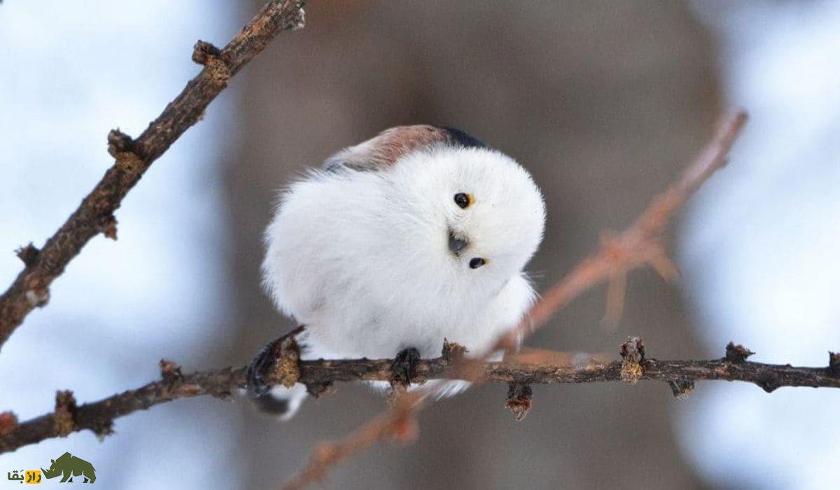 شیما اِناگا؛ پرنده ژاپنی دم‌بلندی که شبیه گلوله برف است