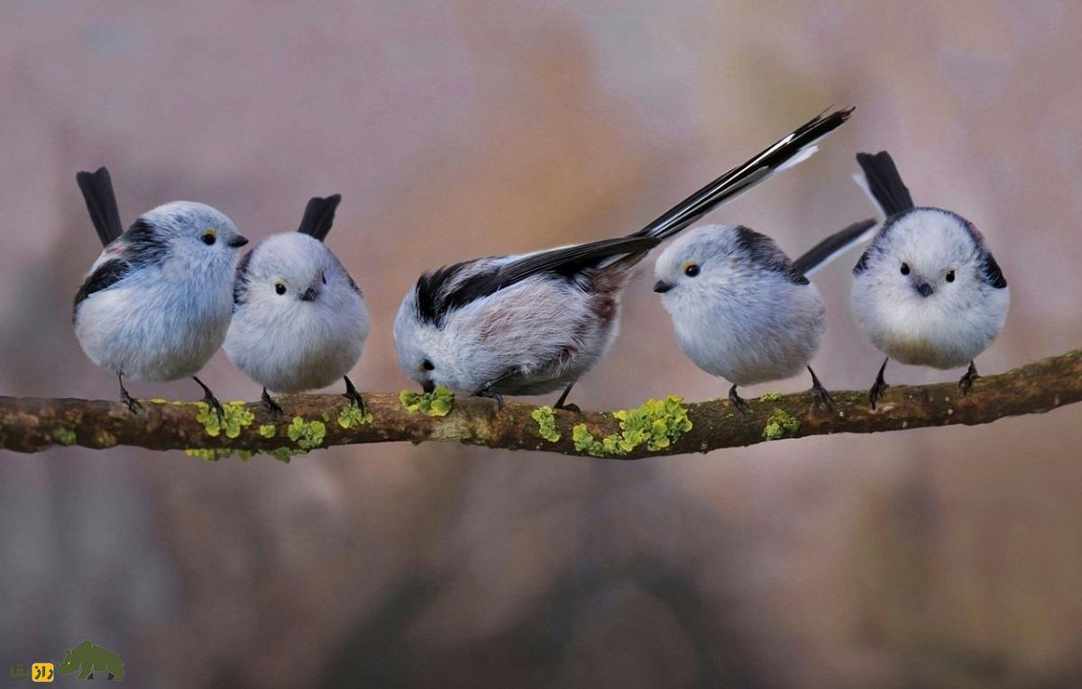 شیما اِناگا؛ پرنده ژاپنی دم‌بلندی که شبیه گلوله برف است