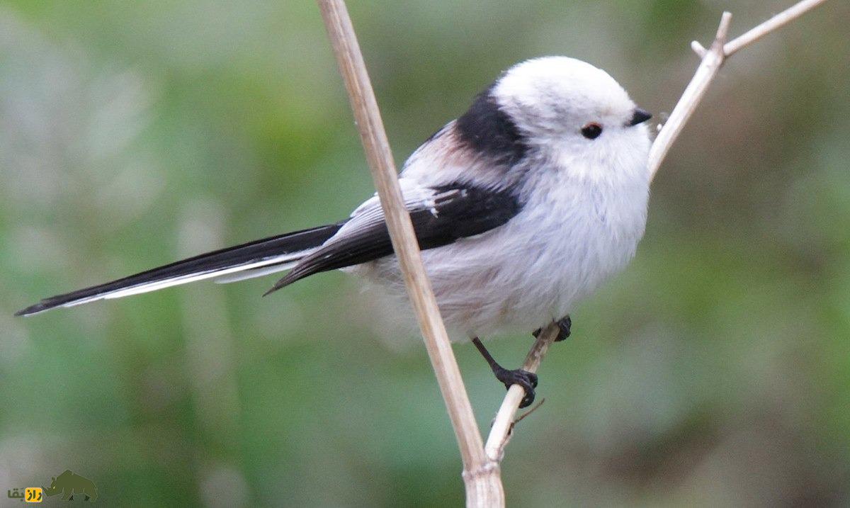شیما اِناگا؛ پرنده ژاپنی دم‌بلندی که شبیه گلوله برف است