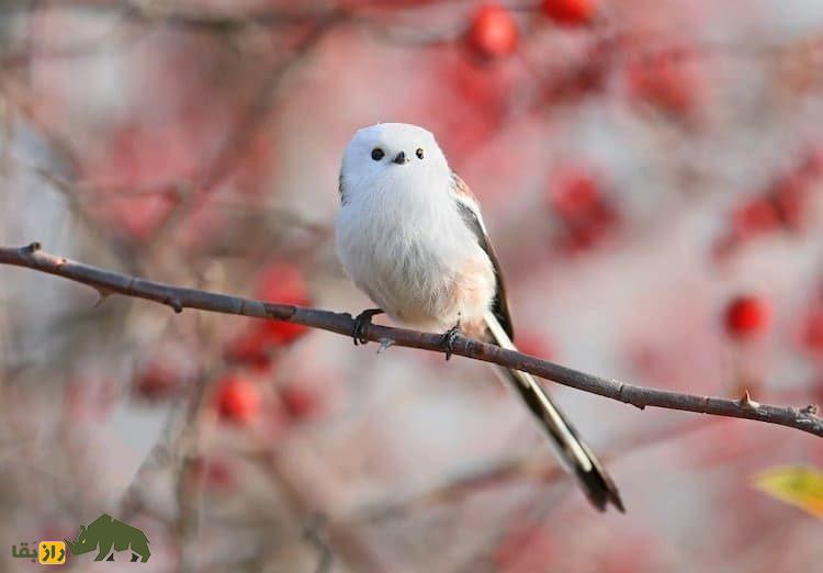 شیما اِناگا؛ پرنده ژاپنی دم‌بلندی که شبیه گلوله برف است