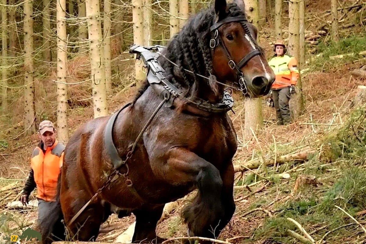 اسب بارکش؛ بزرگترین اسب جهان با دو متر قد و ۱۰۰۰ کیلو وزن!