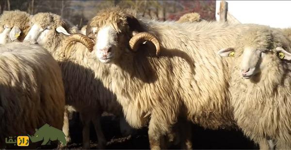گوسفند باردوکا؛ گوسفند کوزوویی سه منظوره که بهترین شاخ برای ساخت چاقو دارد