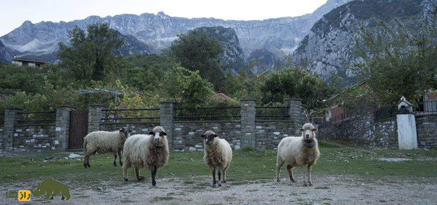 گوسفند باردوکا؛ گوسفند کوزوویی سه منظوره که بهترین شاخ برای ساخت چاقو دارد