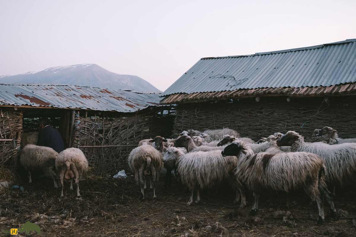 گوسفند باردوکا؛ گوسفند کوزوویی سه منظوره که بهترین شاخ برای ساخت چاقو دارد