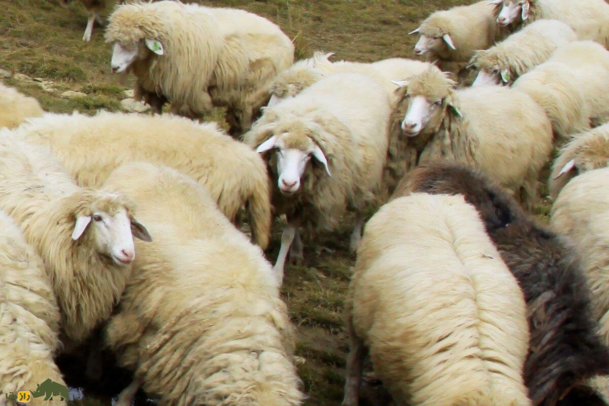 باردوکا یا «گوسفند کوه سفید»؛ باارزش‌ترین گوسفند کوزوو که با شاخ آن چاقو می‌سازند و چشم زخم را دفع می‌کند!