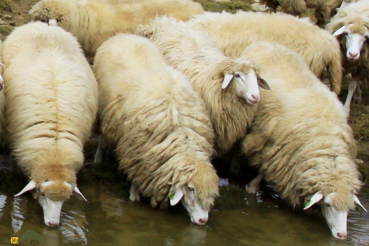 باردوکا یا «گوسفند کوه سفید»؛ باارزش‌ترین گوسفند کوزوو که با شاخ آن چاقو می‌سازند و چشم زخم را دفع می‌کند!