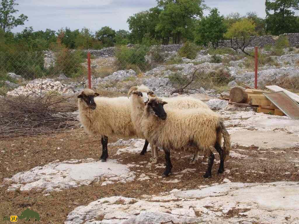 گوسفند پرامنکا؛ گوسفند بوسنیایی که دم بلند و بهترین پنیر دنیا را دارد گوسفند پرامنکا؛ گوسفند بوسنیایی که دم بلند و بهترین پنیر دنیا را دارد