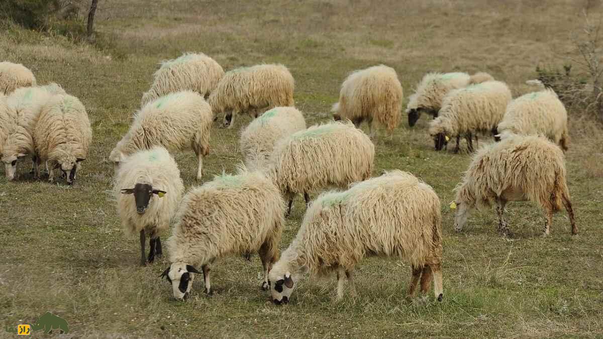 گوسفند پرامنکا؛ گوسفند بوسنیایی که دم بلند و بهترین پنیر دنیا را دارد گوسفند پرامنکا؛ گوسفند بوسنیایی که دم بلند و بهترین پنیر دنیا را دارد