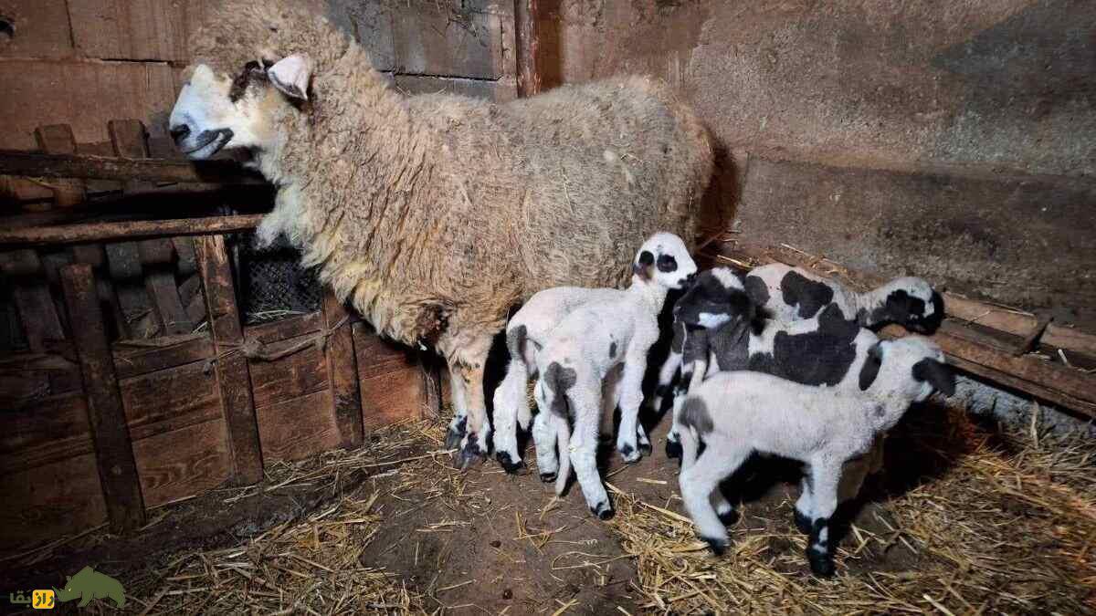 گوسفند پرامنکا؛ گوسفند بوسنیایی که دم بلند و بهترین پنیر دنیا را دارد گوسفند پرامنکا؛ گوسفند بوسنیایی که دم بلند و بهترین پنیر دنیا را دارد