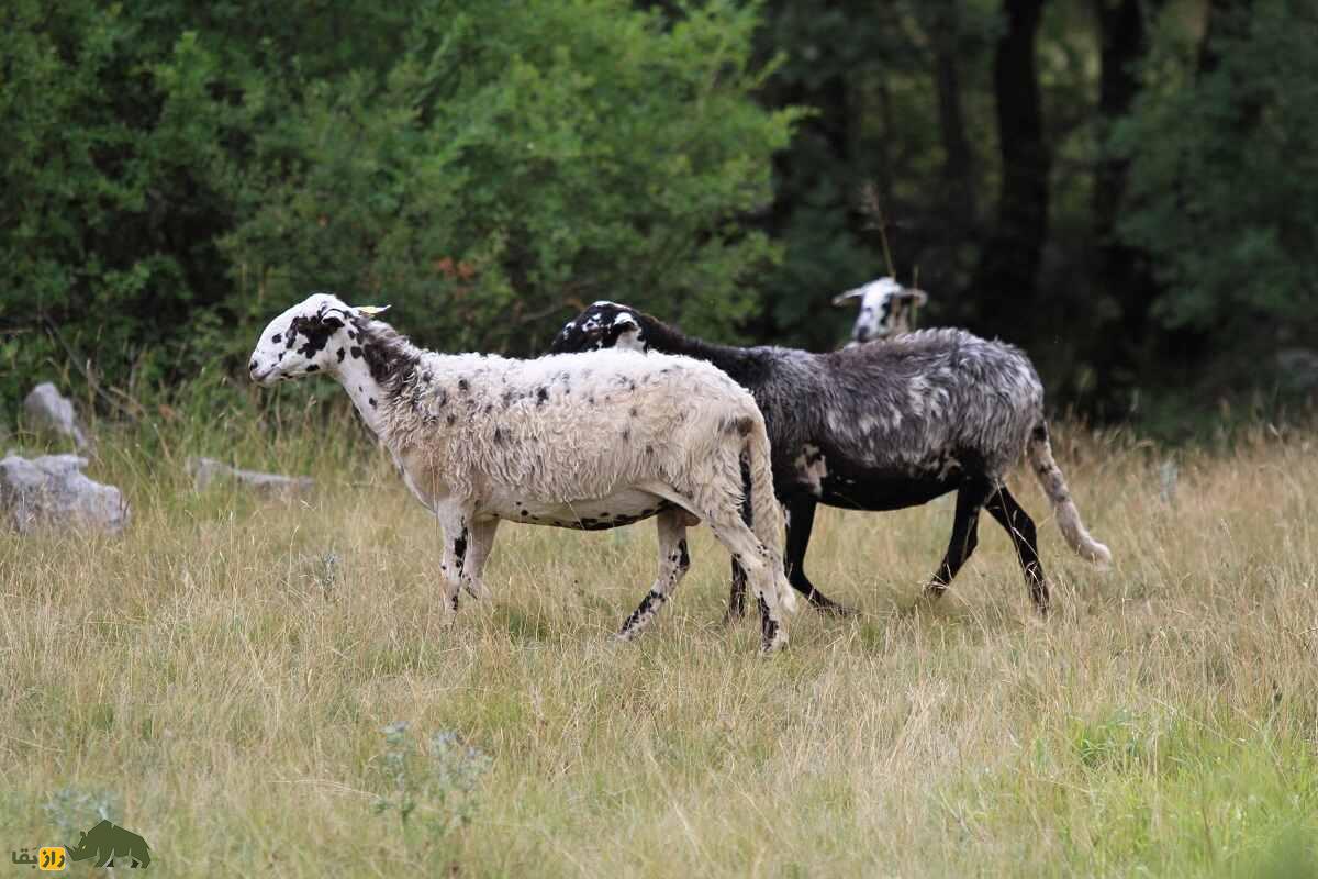 گوسفند پرامنکا؛ گوسفند بوسنیایی که دم بلند و بهترین پنیر دنیا را دارد گوسفند پرامنکا؛ گوسفند بوسنیایی که دم بلند و بهترین پنیر دنیا را دارد