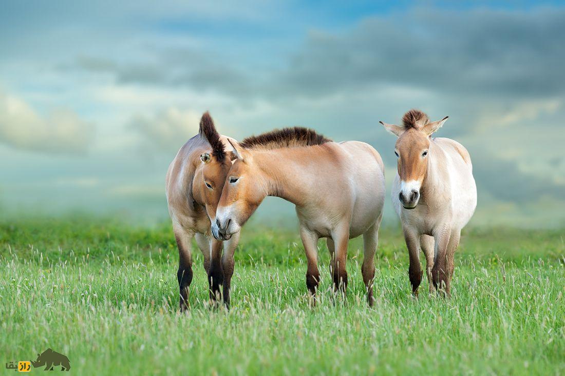 اسب شوالسکی یا تاخی؛ تنها اسب واقعا وحشی جهان که حیوان مقدس مغولستان است