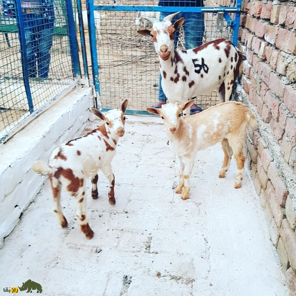 بز بَربری یا بَری؛ بز پاکستانی که کلفتترین ریش جهان را دارد بز بَربری یا بَری؛ بز پاکستانی که کلفتترین ریش جهان را دارد