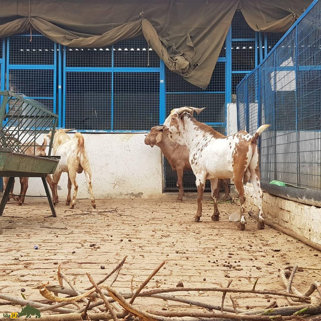 بز بَربری یا بَری؛ بز پاکستانی که کلفتترین ریش جهان را دارد بز بَربری یا بَری؛ بز پاکستانی که کلفتترین ریش جهان را دارد