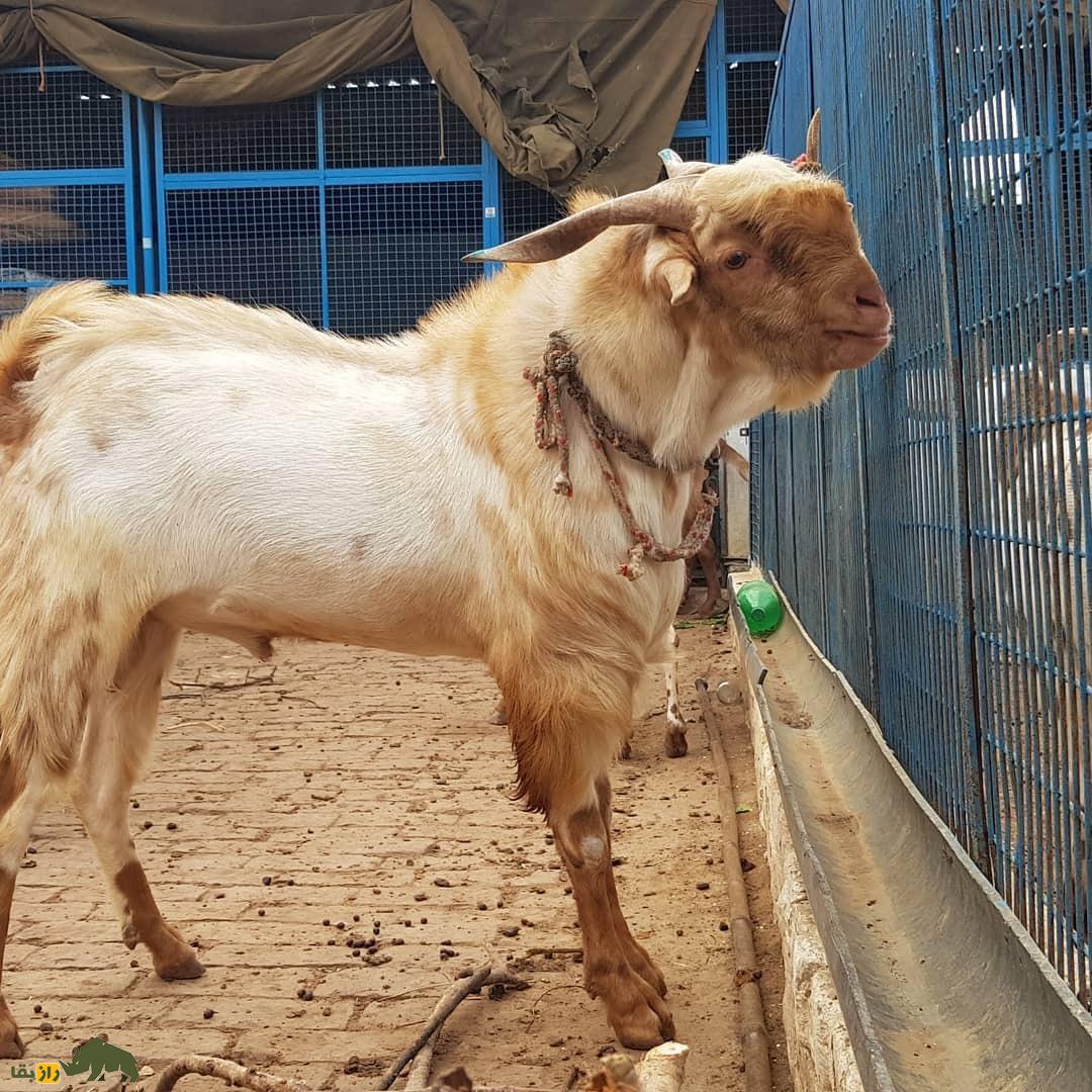 بز بَربری یا بَری؛ بز پاکستانی که کلفتترین ریش جهان را دارد بز بَربری یا بَری؛ بز پاکستانی که کلفتترین ریش جهان را دارد