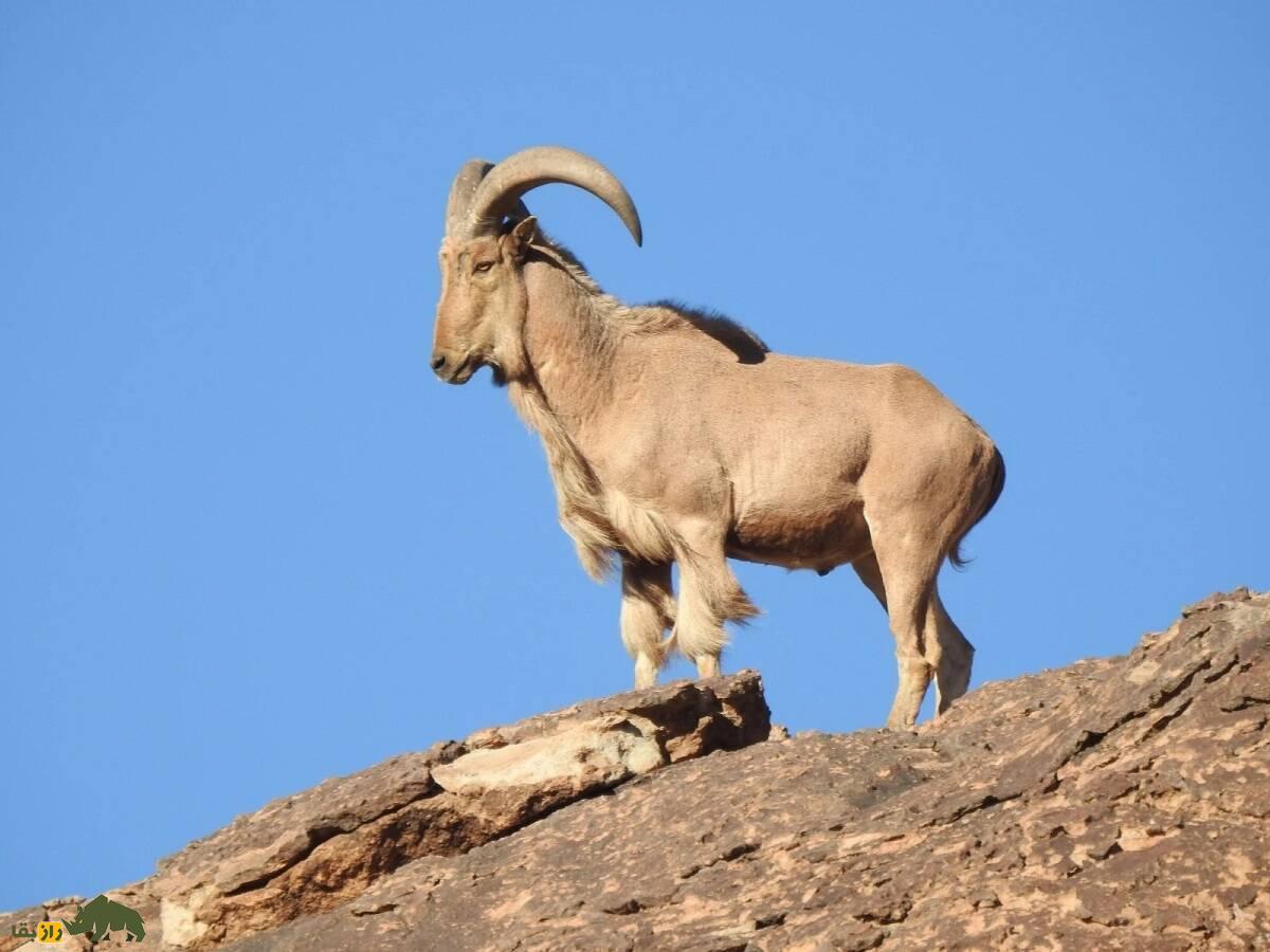 گوسفند بربری؛ گوسفند باستانی آفریقایی که بلندترین ریش جهان را دارد