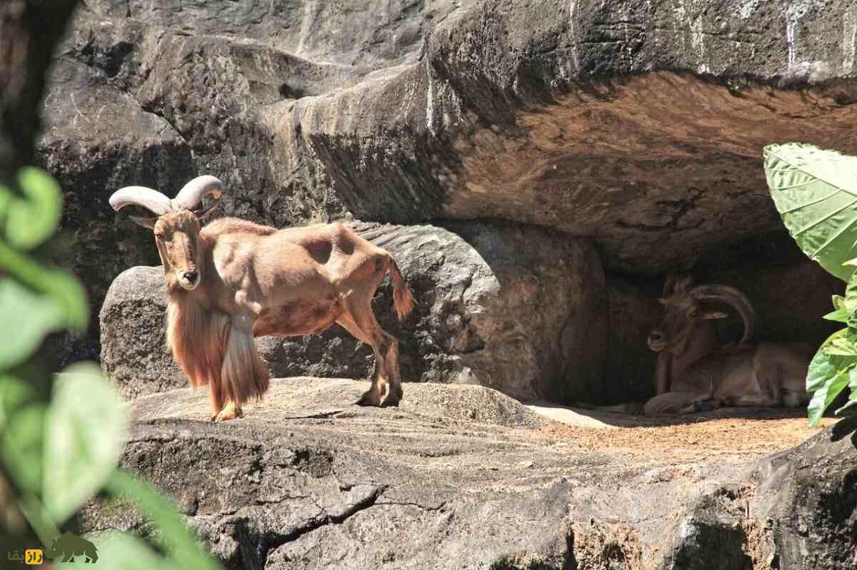 گوسفند بربری؛ گوسفند باستانی آفریقایی که بلندترین ریش جهان را دارد