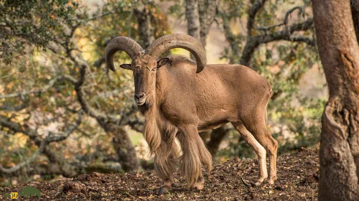 گوسفند بربری؛ گوسفند باستانی آفریقایی که بلندترین ریش جهان را دارد