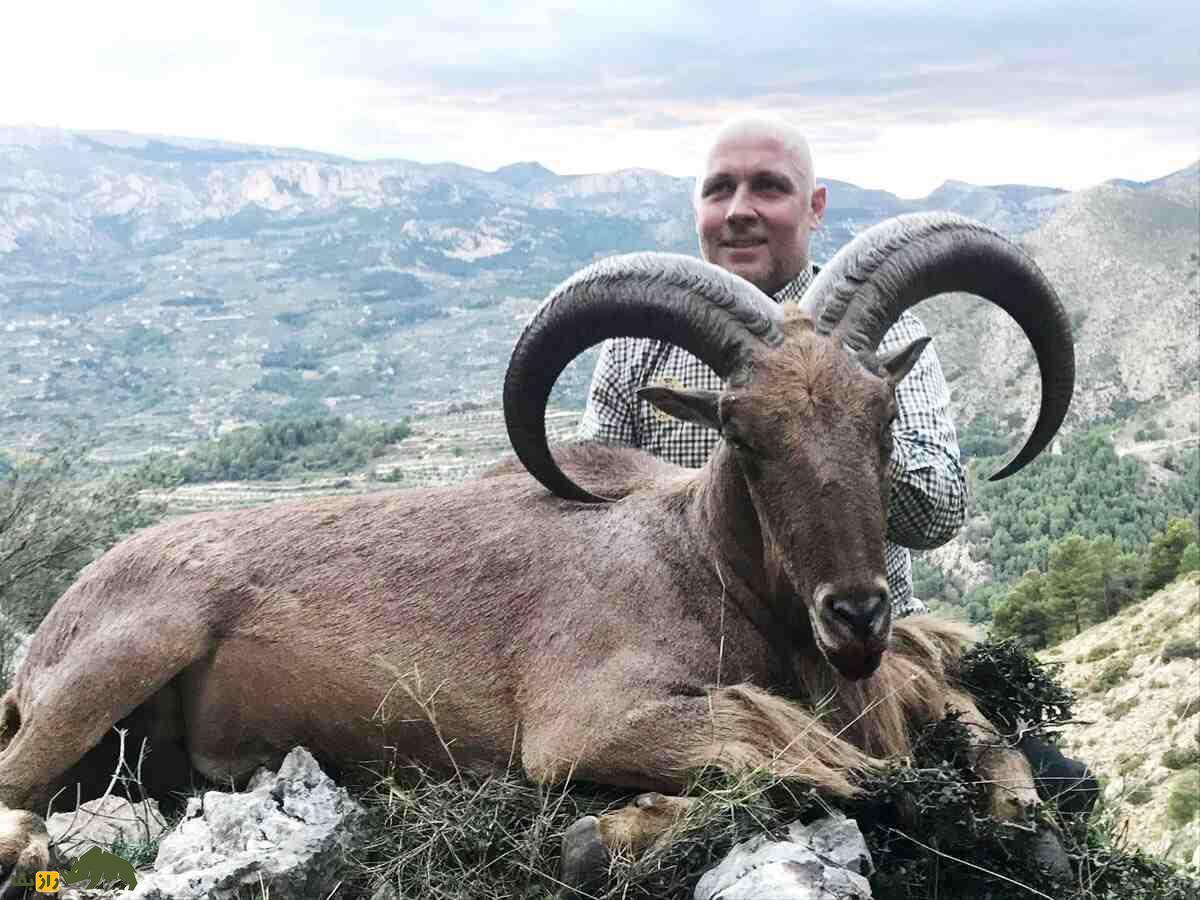 گوسفند بربری یا عوداد شکار شده