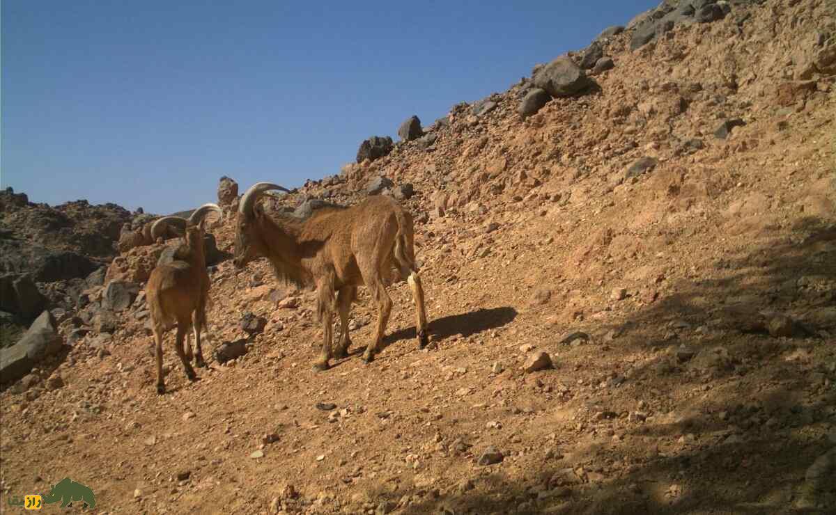 گوسفند بربری؛ گوسفند باستانی آفریقایی که بلندترین ریش جهان را دارد