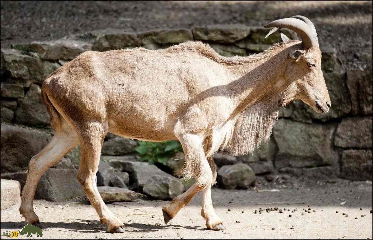 گوسفند بربری؛ گوسفند باستانی آفریقایی که بلندترین ریش جهان را دارد
