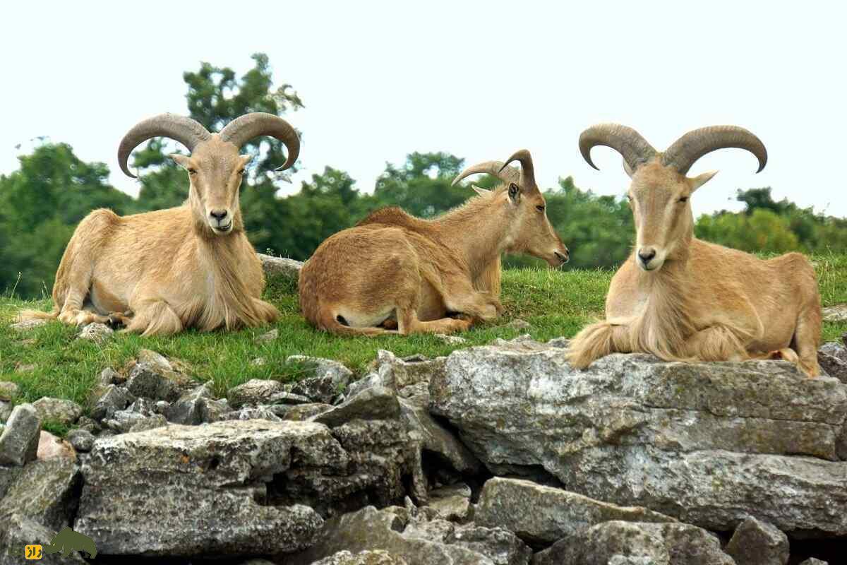 گوسفند بربری؛ گوسفند باستانی آفریقایی که بلندترین ریش جهان را دارد