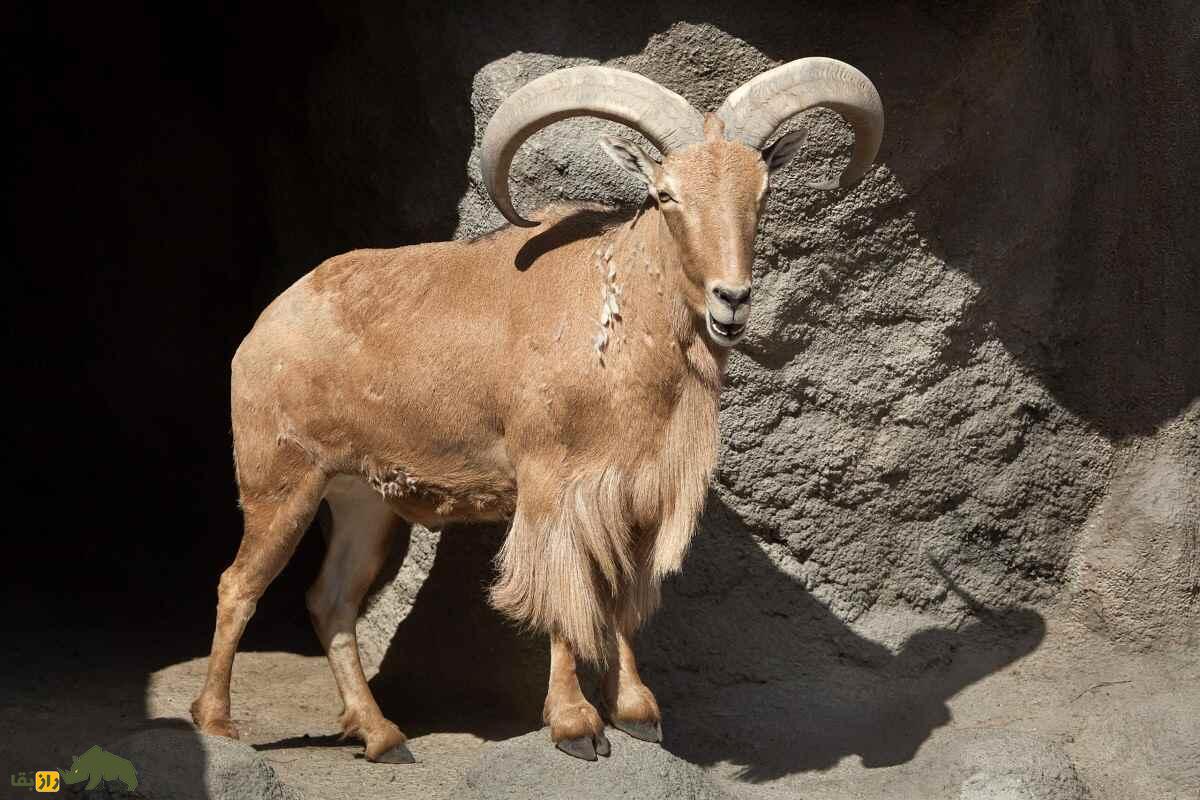 گوسفند بربری؛ گوسفند باستانی آفریقایی که بلندترین ریش جهان را دارد