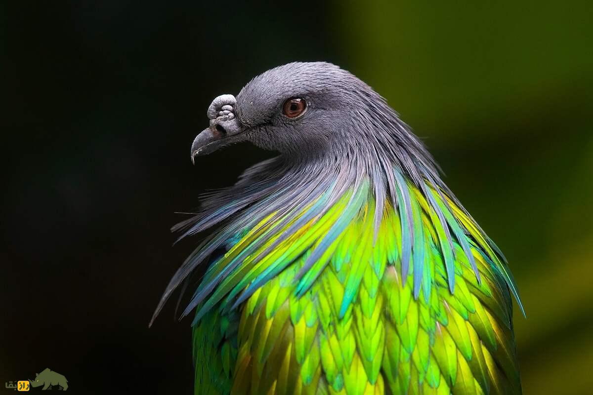 کبوتر نیکوبار؛ کبوتر رنگین‌کمانی شبیه کرکس که قوی‌ترین سنگدان دنیا را دارد