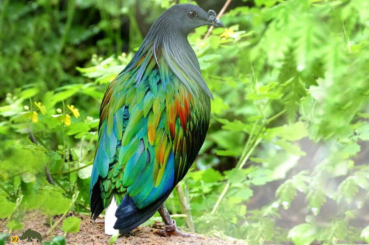 کبوتر نیکوبار؛ کبوتر رنگین‌کمانی شبیه کرکس که قوی‌ترین سنگدان دنیا را دارد