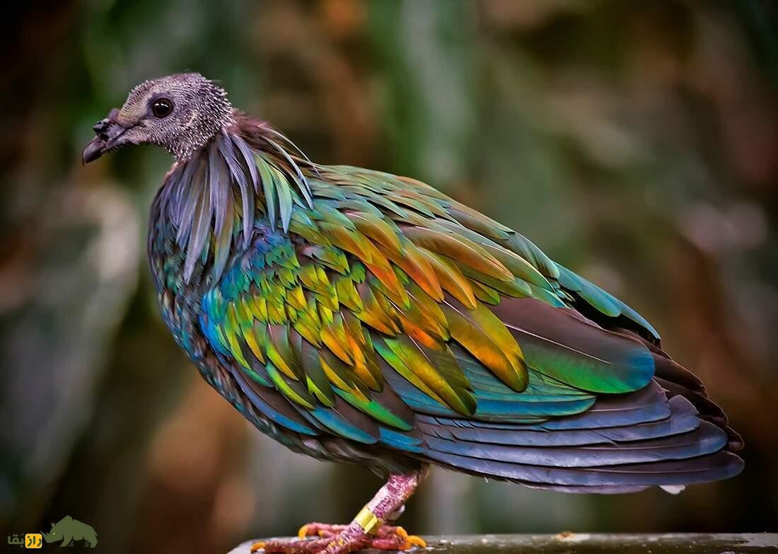 کبوتر نیکوبار؛ کبوتر رنگین‌کمانی شبیه کرکس که قوی‌ترین سنگدان دنیا را دارد