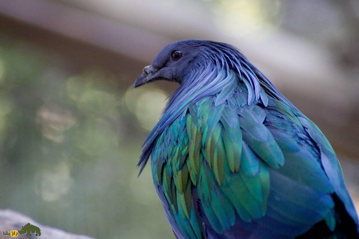 کبوتر نیکوبار؛ کبوتر رنگین‌کمانی شبیه کرکس که قوی‌ترین سنگدان دنیا را دارد