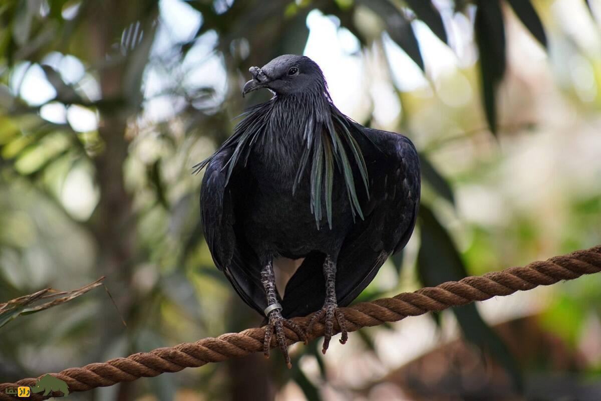 کبوتر نیکوبار؛ کبوتر رنگین‌کمانی شبیه کرکس که قوی‌ترین سنگدان دنیا را دارد