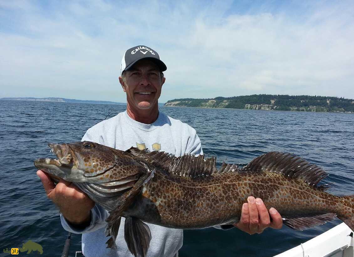 ماهی لینکاد؛ ماهی عجیب و گران قیمتی که گوشتش آبی رنگ است ماهی لینکاد؛ ماهی عجیب و گران قیمتی که گوشتش آبی رنگ است