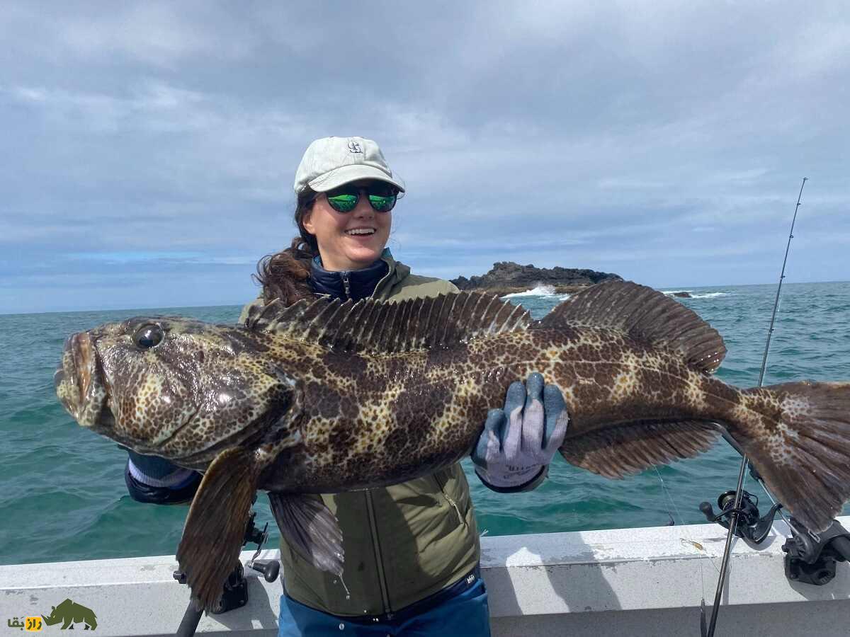 ماهی لینکاد؛ ماهی عجیب و گران قیمتی که گوشتش آبی رنگ است ماهی لینکاد؛ ماهی عجیب و گران قیمتی که گوشتش آبی رنگ است