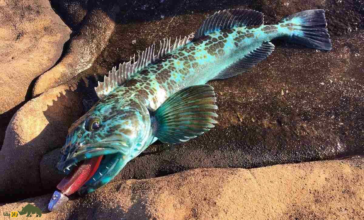 ماهی لینکاد؛ ماهی عجیب و گران قیمتی که گوشتش آبی رنگ است ماهی لینکاد؛ ماهی عجیب و گران قیمتی که گوشتش آبی رنگ است