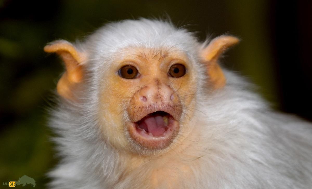 مارموست یک نوع از میمون