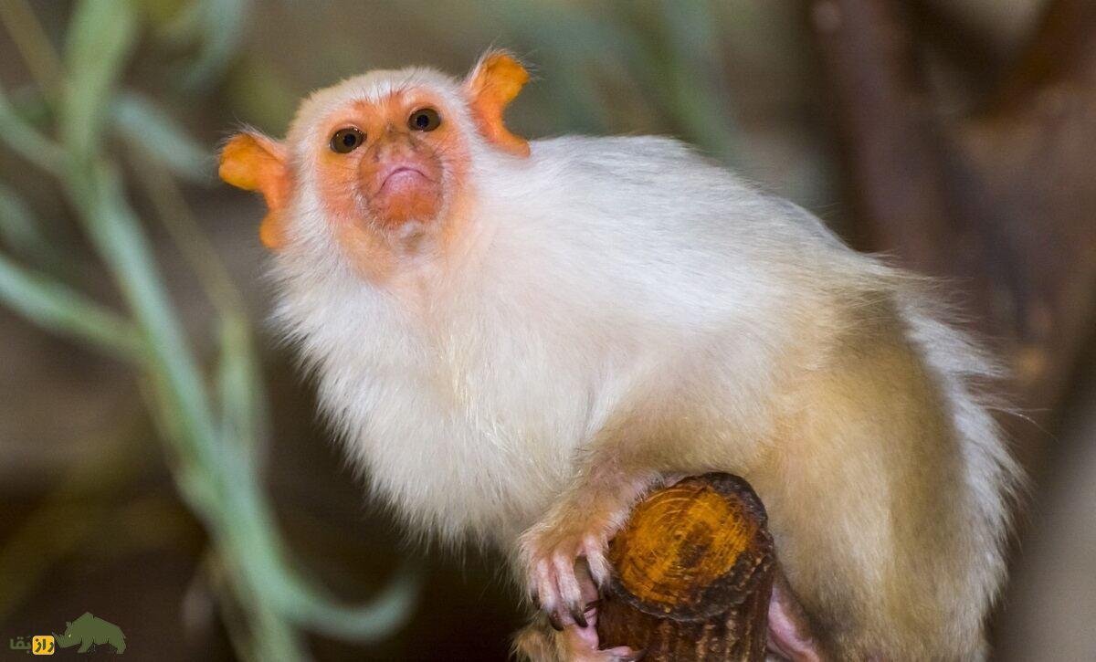 این میمون‌ها روی هم اسم می‌گذارند!