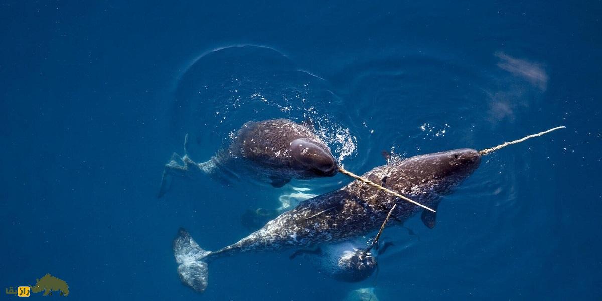 ناروال یا تک‌شاخ دریا؛ نهنگی شبیه مرده‌ها که عاج دارد و قیمتش ۸۰۰ میلیون تومان است